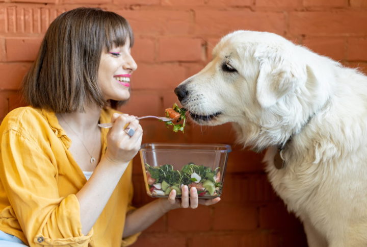 Salute e benessere del cane, tutto parte dall’alimentazione